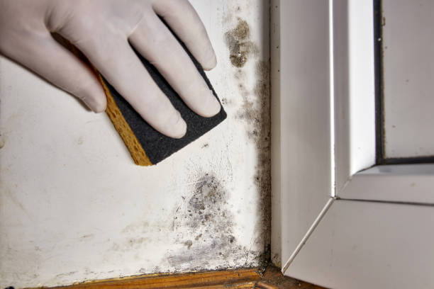 Reliable Mountain View, NC Mold Removal Solutions